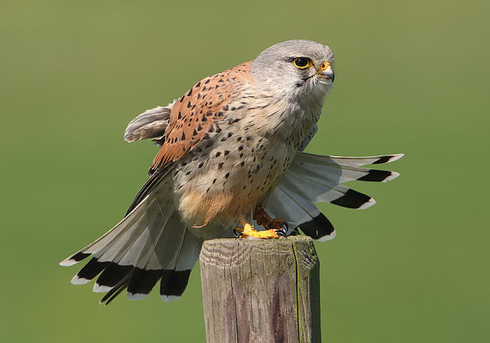 torenvalk mannetje 3.jpg